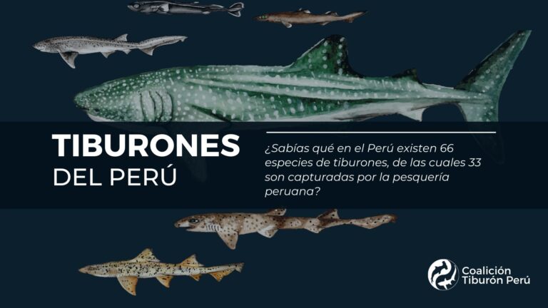 Coalición Tiburón Perú Material