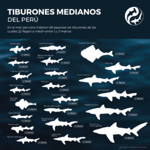 Coalición Tiburón Perú Material