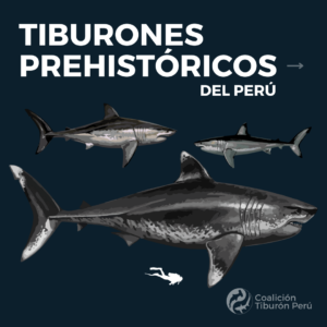 Tiburones prehistóricos del Perú