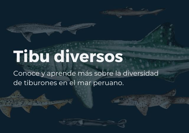 Tibu Diversos Coalición Tiburón Perú