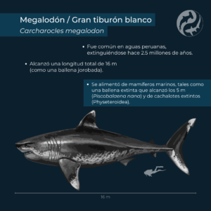Tiburones Prehistoricos Peru