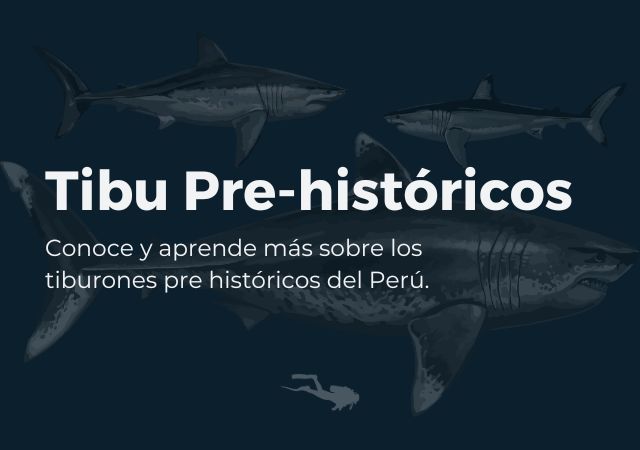 Tibu Pre-históricos Coalición Tiburón Perú