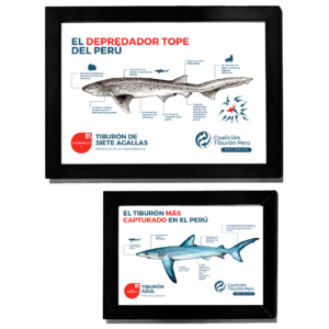 Cuadro infografía Coalición Tiburón Perú