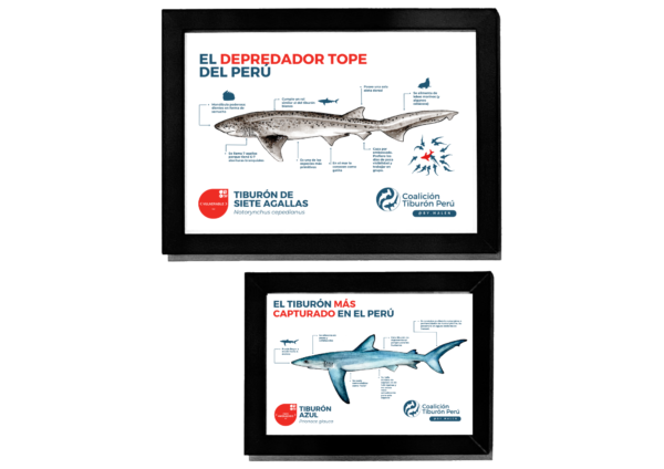 Cuadro infografía Coalición Tiburón Perú